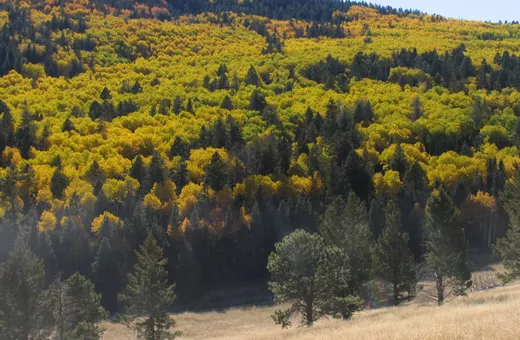 Golden aspen trees across a wooded mountainside in the Jemez Mountains