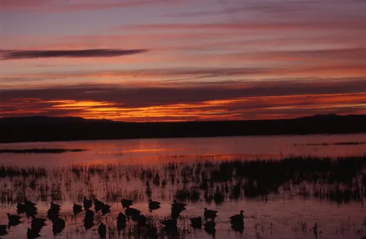 Bird silhouettes on wetlands beneath an orange and pink sunrise at Bosque del Apache