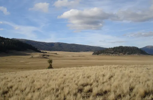 Golden grassland and forested hills in Valles Caldera in the Jemez Mountains