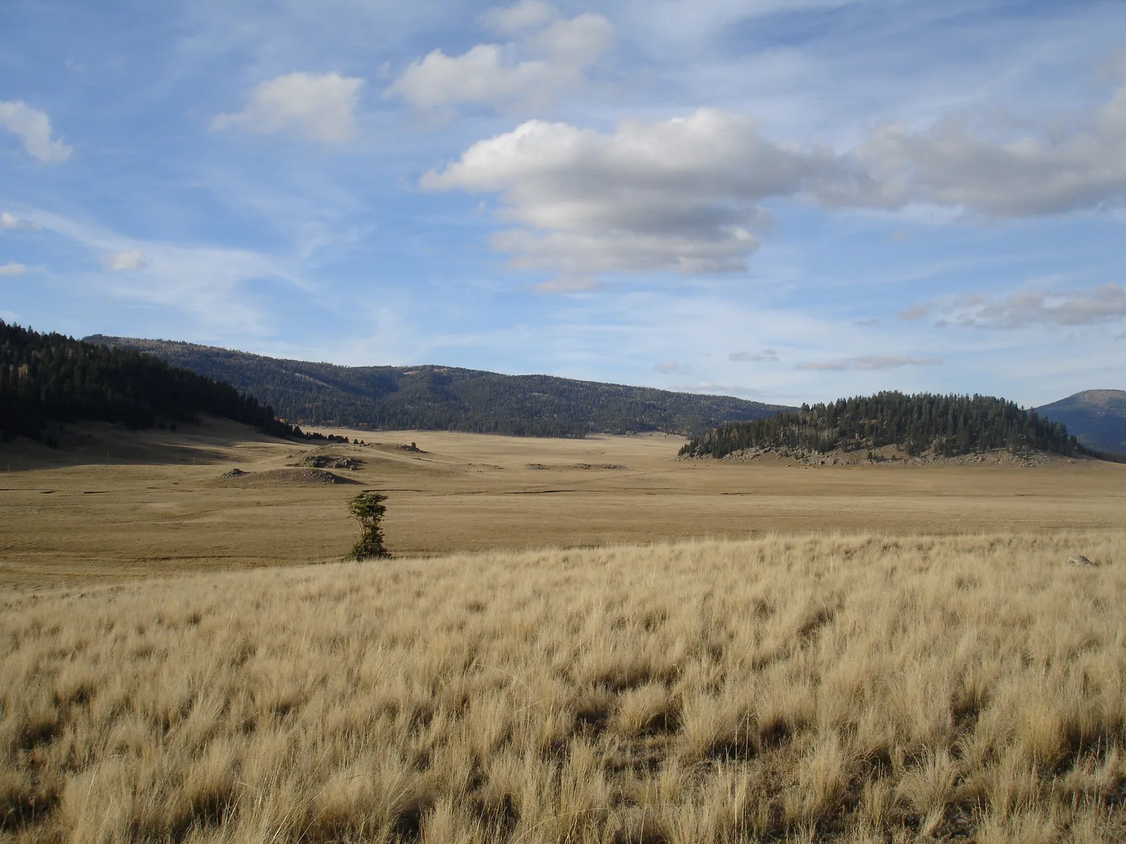 Golden grassland and forested hills in Valles Caldera in the Jemez Mountains